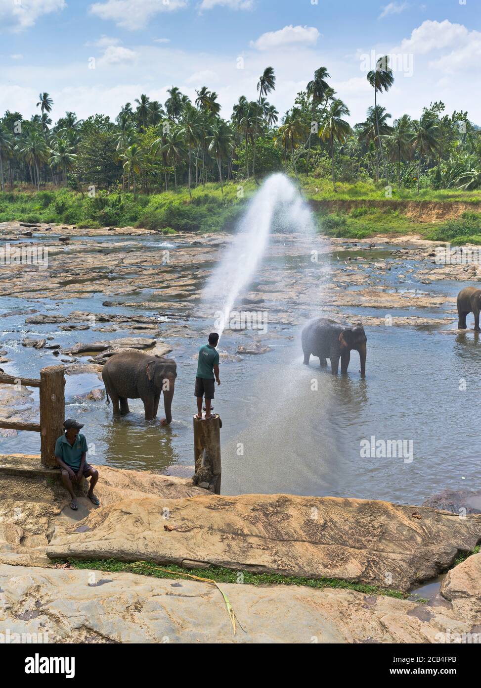 dh Orfanato Elefante PINNAWALA SRI LANKA tiempo de baño manada de los elefantes en el río rociando agua rociando lavar el riego agujero Foto de stock