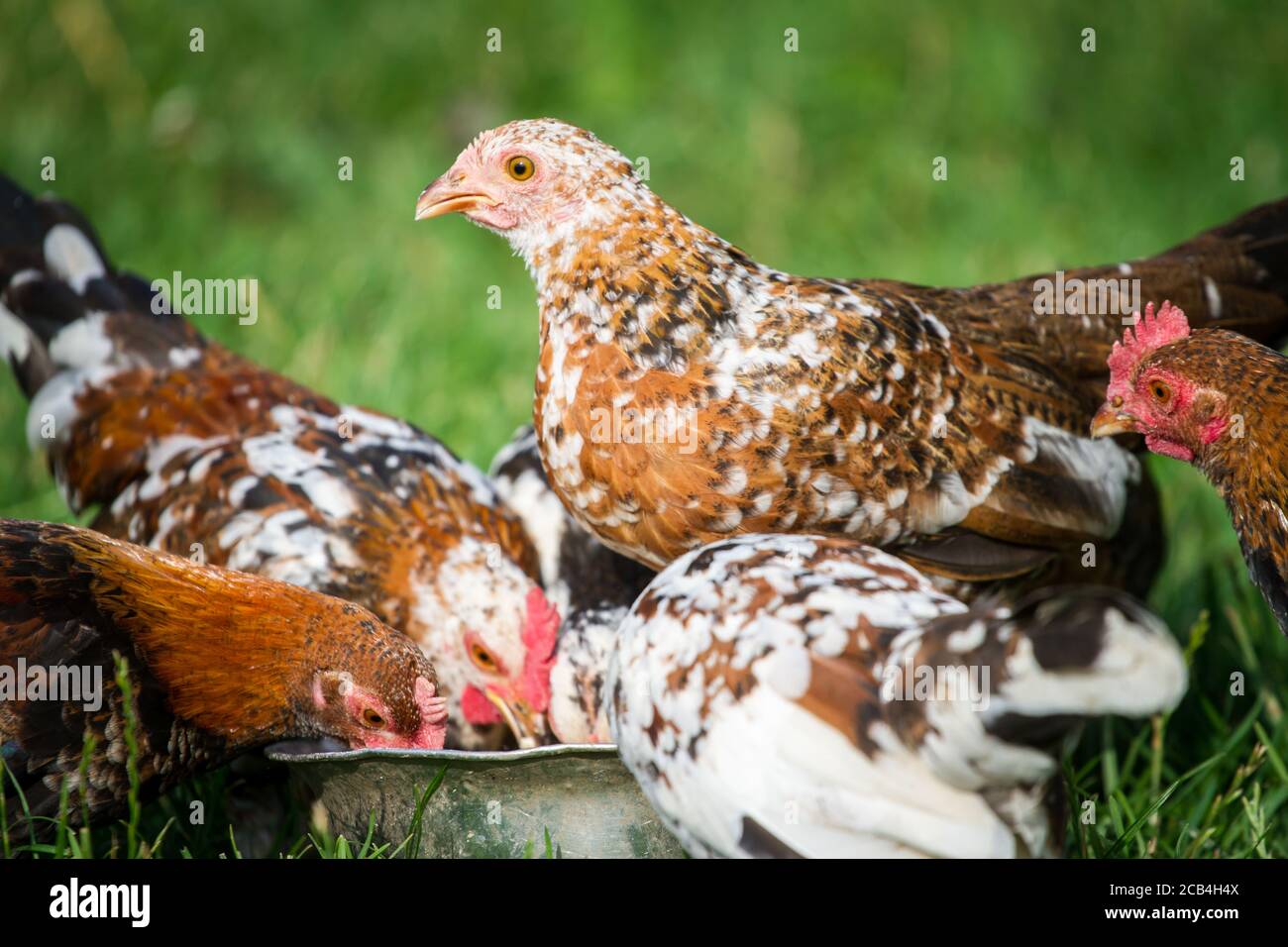 Grupo de pollo de la raza 'Stoapiperl', una raza en peligro de extinción de Austria Foto de stock