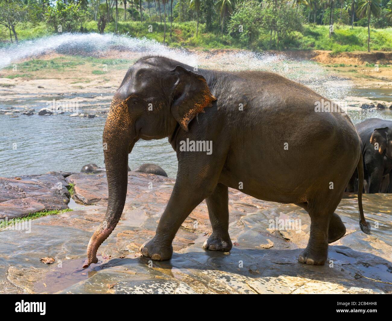 dh Elephas maximus maximus PINNAWALA SRI LANKA tiempo de baño spray Agua Elefante orfanato elefantes vista lateral Foto de stock