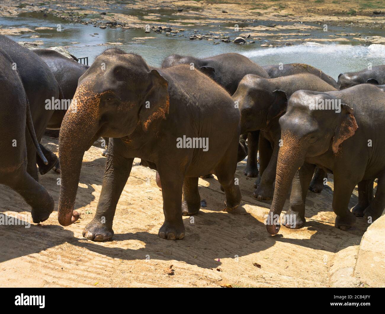 dh Elephas maximus maximus PINNAWALA ELEFANTES de SRI LANKA Vista lateral de cerca juntos Elephant orfanage Foto de stock