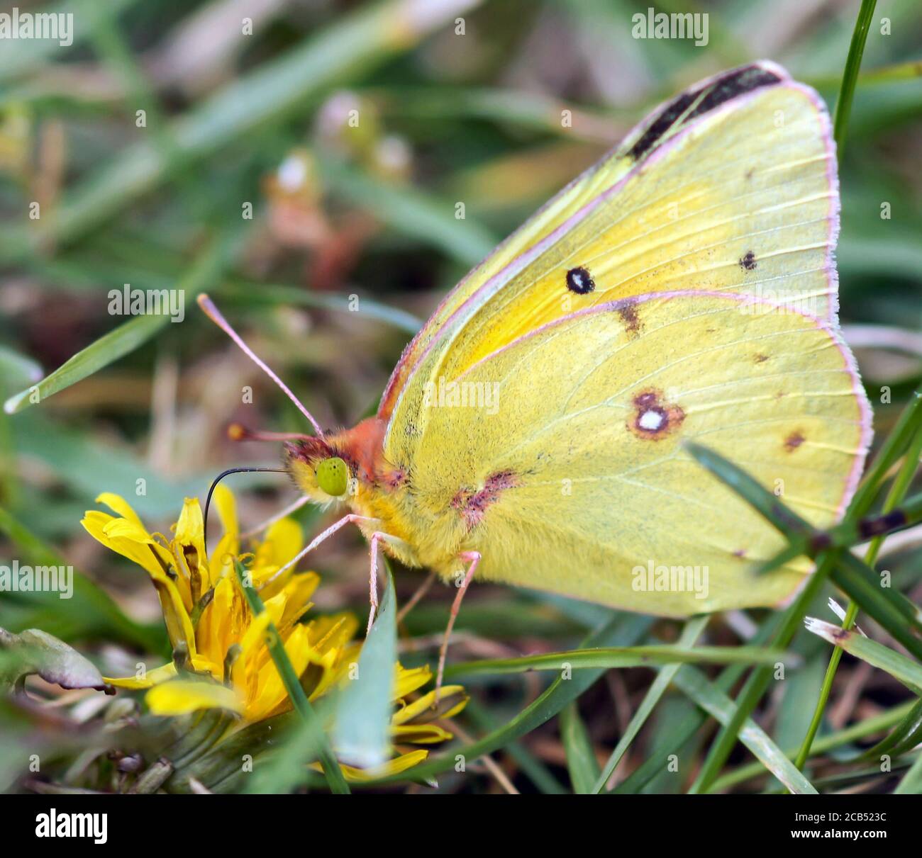 Azufre nublado (Colias philodice) beber néctar de flores. Foto de stock