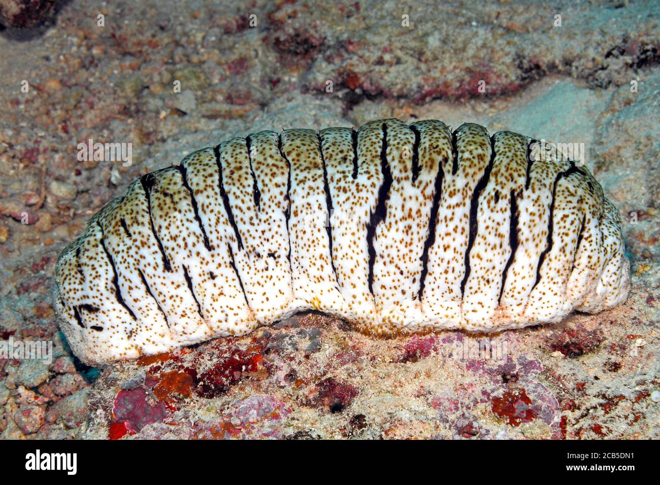 Pez trunkfish elefante pepino marino, Holothuria (Microthele) fuscopunctata. Uepi, Islas Salomón. Mar de Salomón, Océano Pacífico Foto de stock