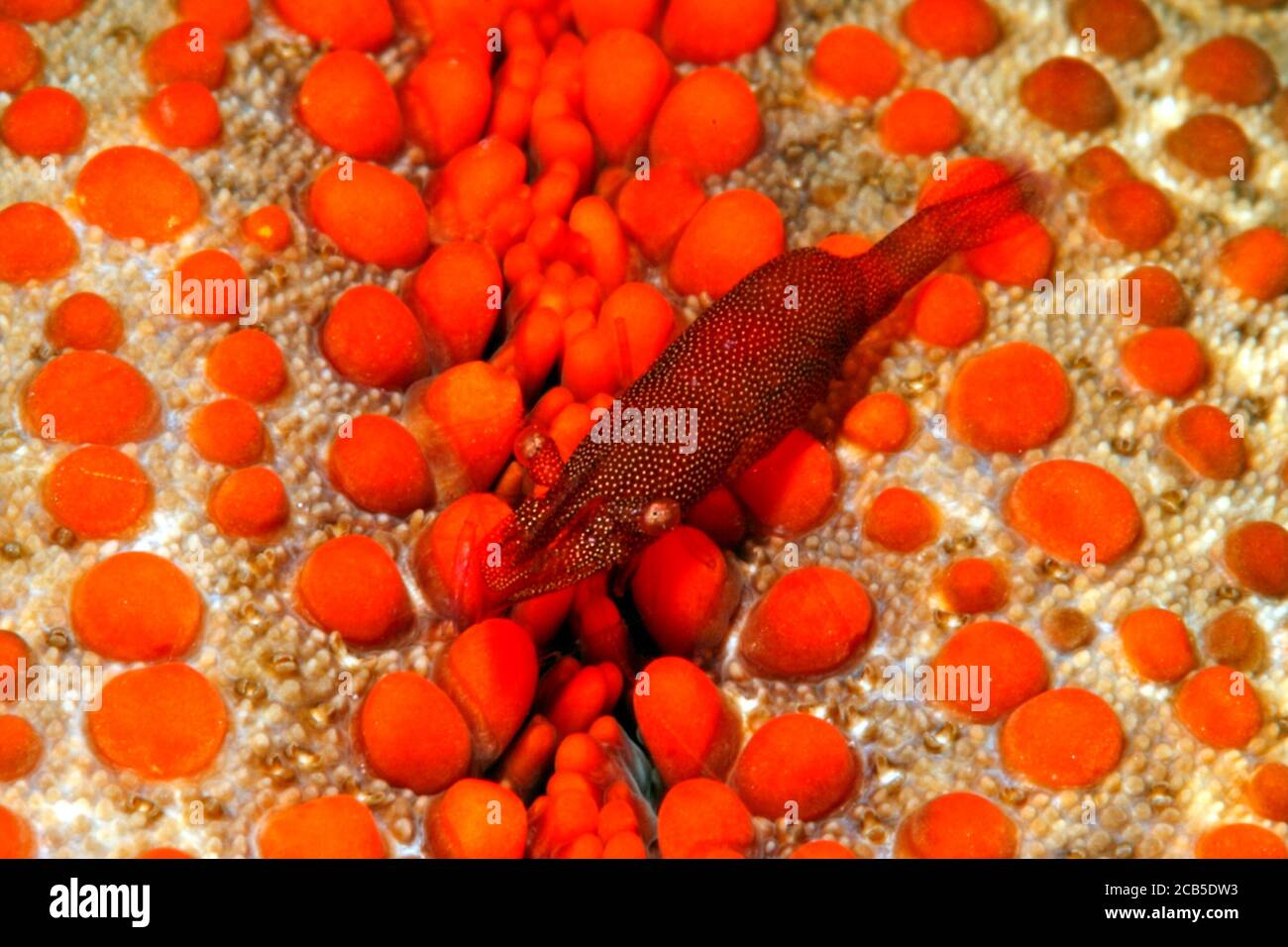 Camarón comensal, Zenopontonia soror. Anteriormente descrito como Periclimenes soror. El camarón es comensal en las estrellas del mar, y toma el color del anfitrión. Foto de stock