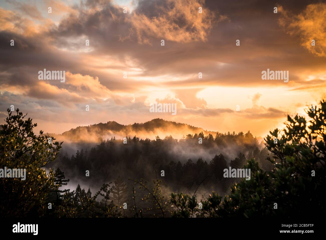 La Luz Dorada del atardecer sobre las montañas Misty en Redwoods Parque Estatal Foto de stock