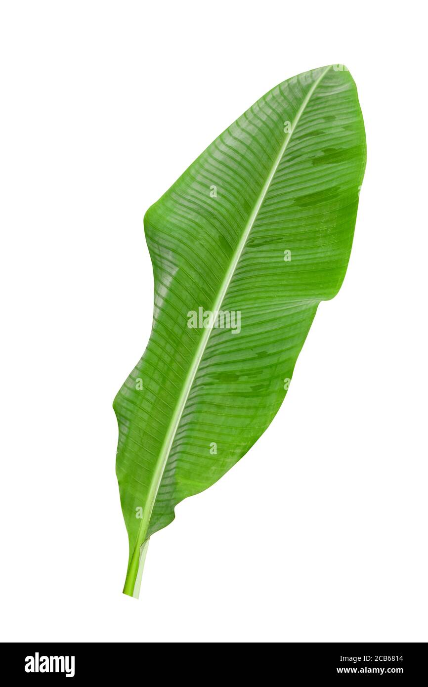 Hojas de plátano verde con motivos únicos, aisladas sobre un fondo