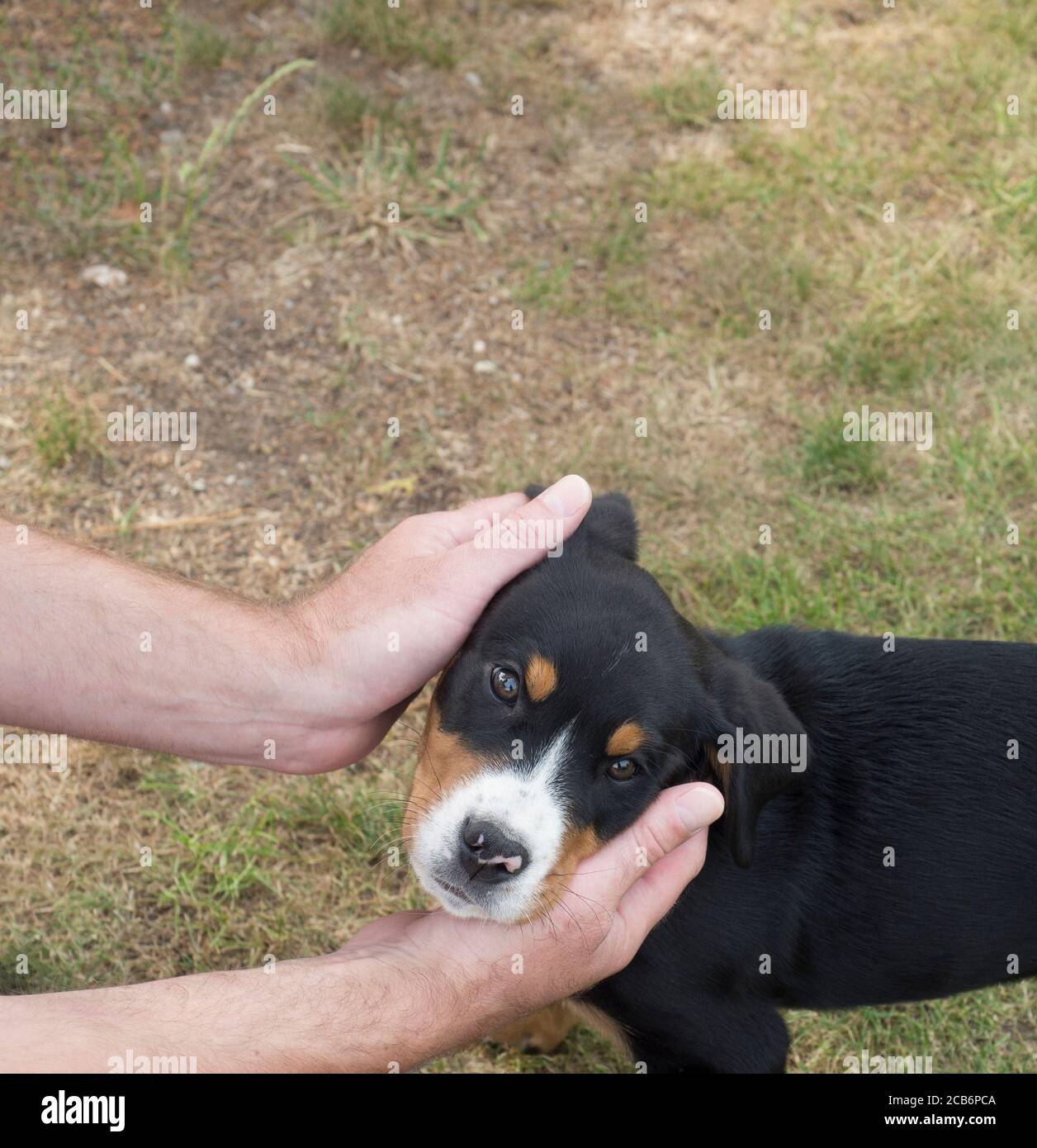 hombre manos sosteniendo la cabeza de un lindo perrito suizo de montaña, fondo de hierba Foto de stock