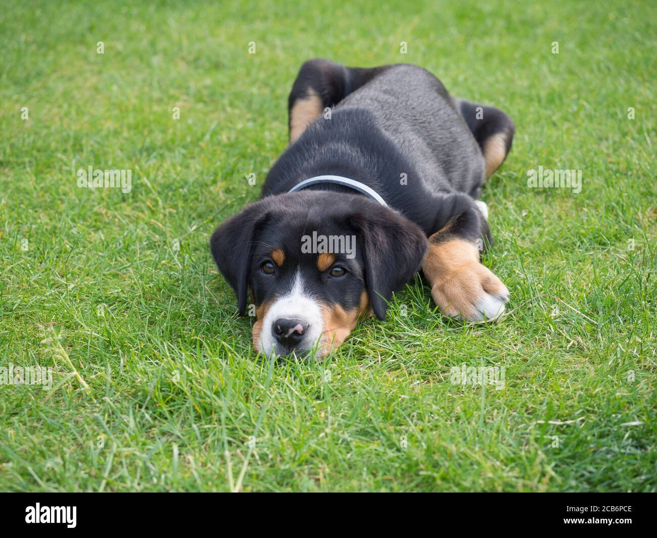 primer plano mayor perro de montaña suizo perrito retrato tumbado en la hierba verde, enfoque selectivo Foto de stock