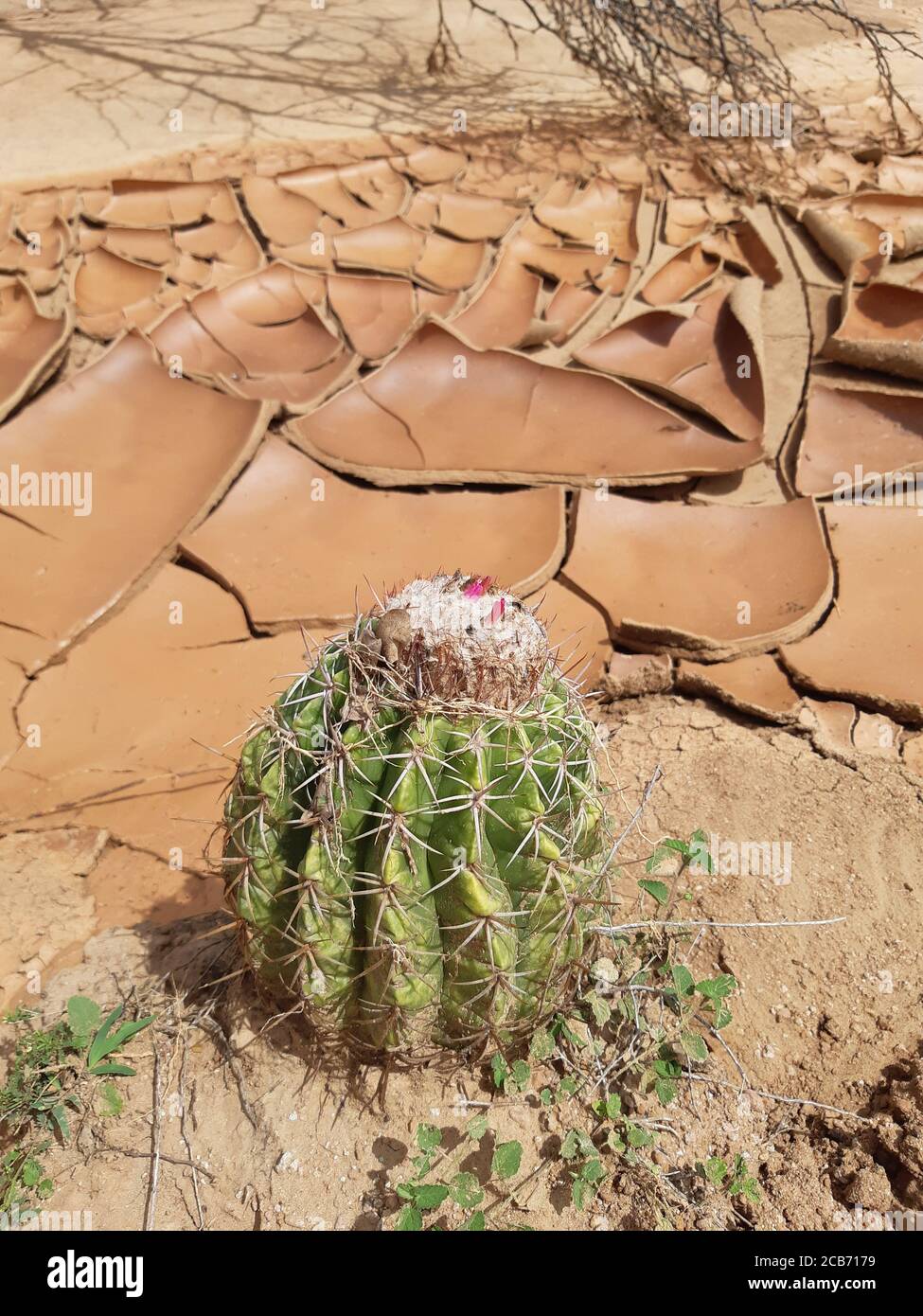 Planta de cactus verde con flor creciendo en tierra seca y agrietada en el  desierto de Tatacoa, Colombia Fotografía de stock - Alamy