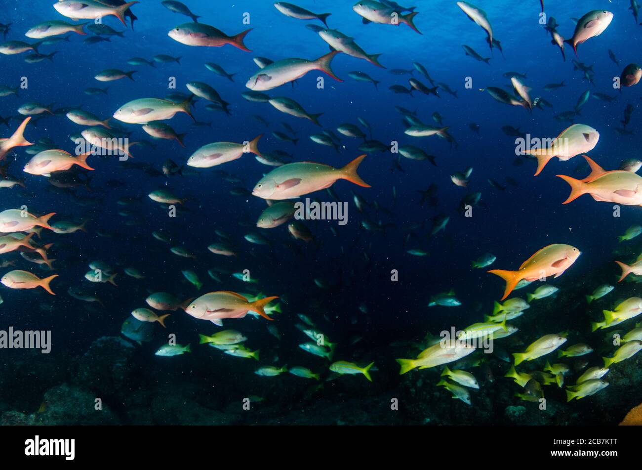 Peces de arrecife, parque nacional Cabo Pulmo. Baja California Sur