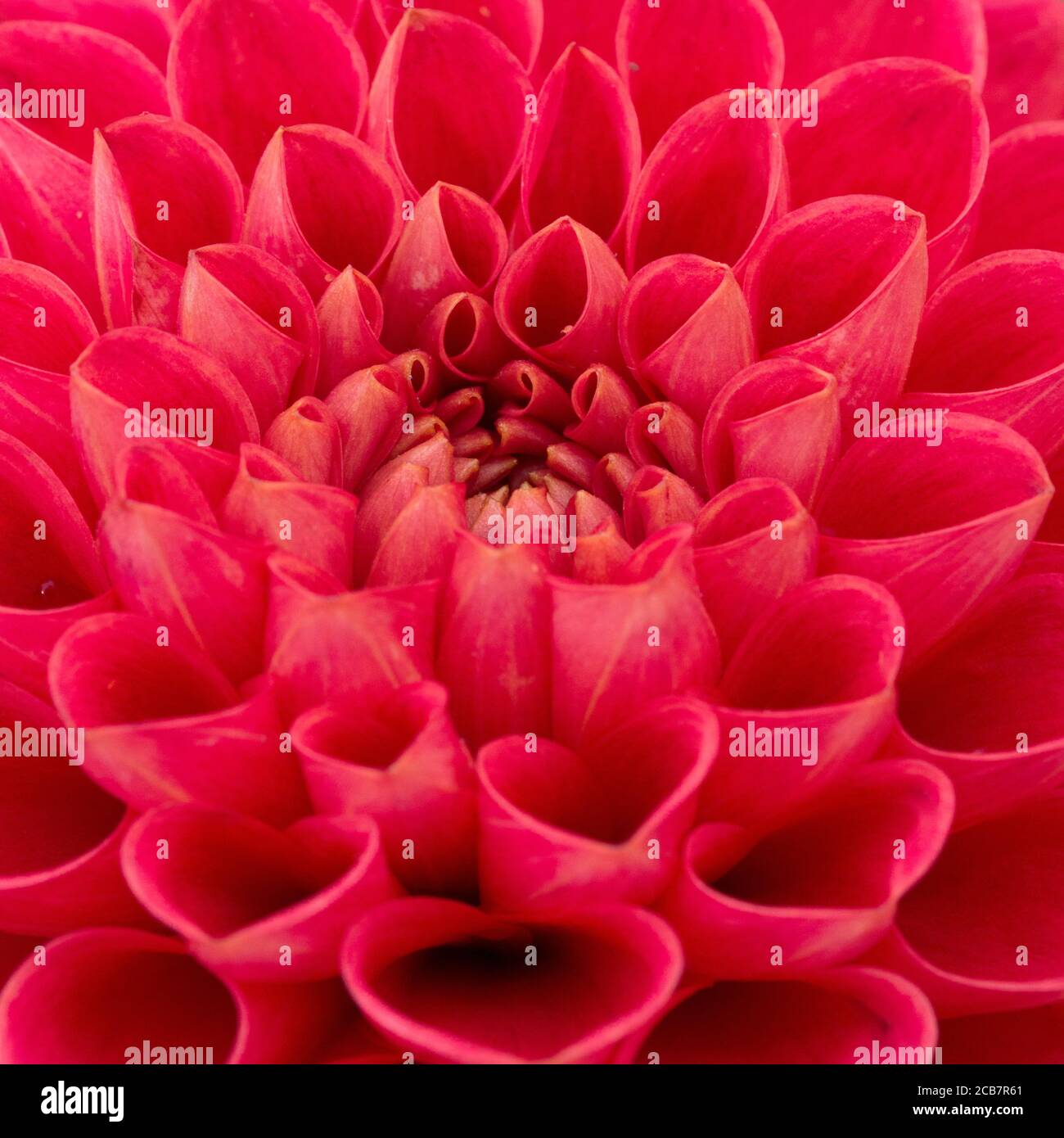 Dahlia, primer plano de flores de color rojo con patrón de pétalos. Foto de stock