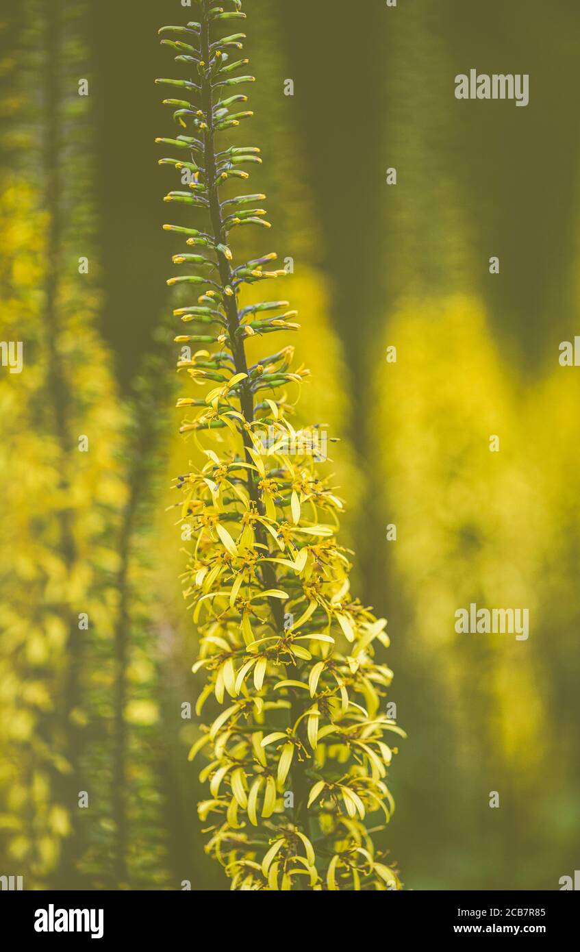 Flor de Póquer, Dicotyledon, Vista lateral de la flor de color amarillo creciendo al aire libre. Foto de stock