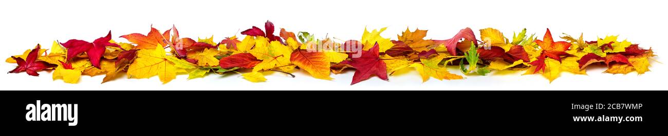 Coloridas hojas otoñales en el suelo como borde, formato panorámico extra ancho con colores vibrantes, aislado en blanco Foto de stock