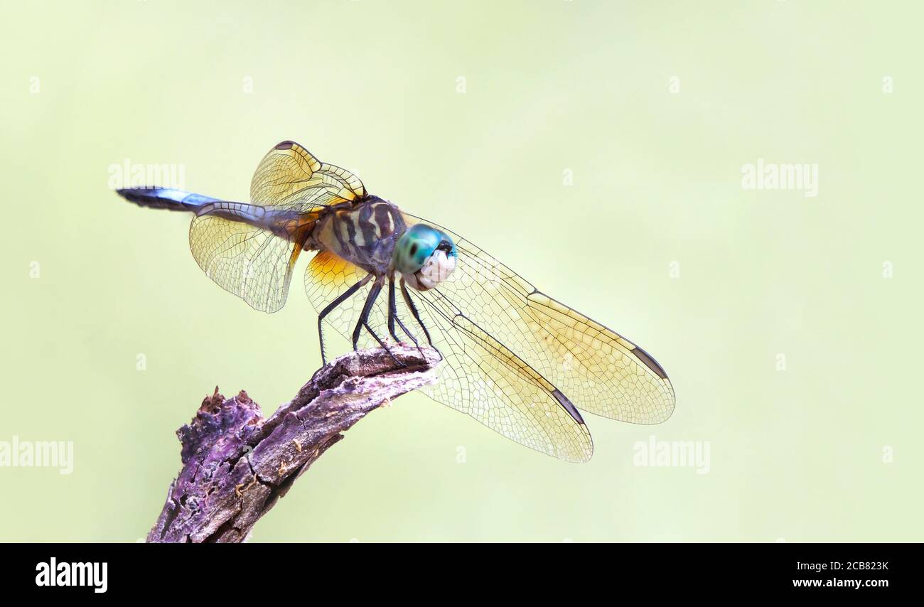 Enfoque de primer plano imagen apilada de una libélula Dasher azul con Un fondo verde fuera de foco Foto de stock