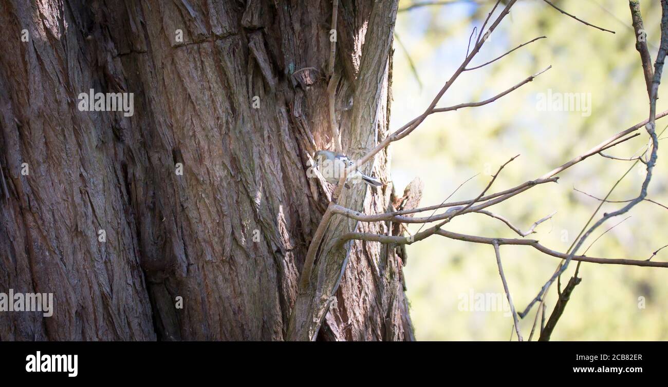 Flycatcher europeo de pied Ficedula hypoleuca en una rama en el bosque. La mejor foto Foto de stock