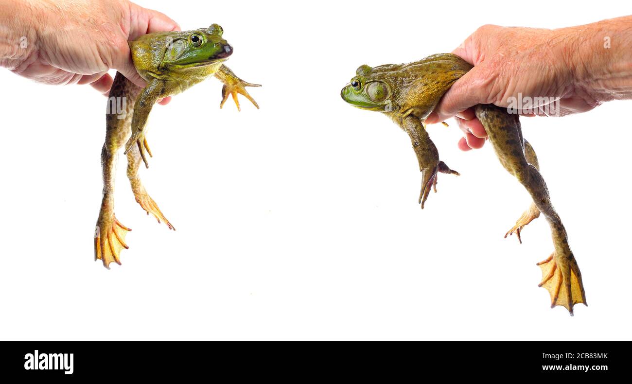 Dos primer plano de enfoque Stacked Imágenes de una gran Bullfrog estadounidense celebrada, aislado en Blanco Foto de stock