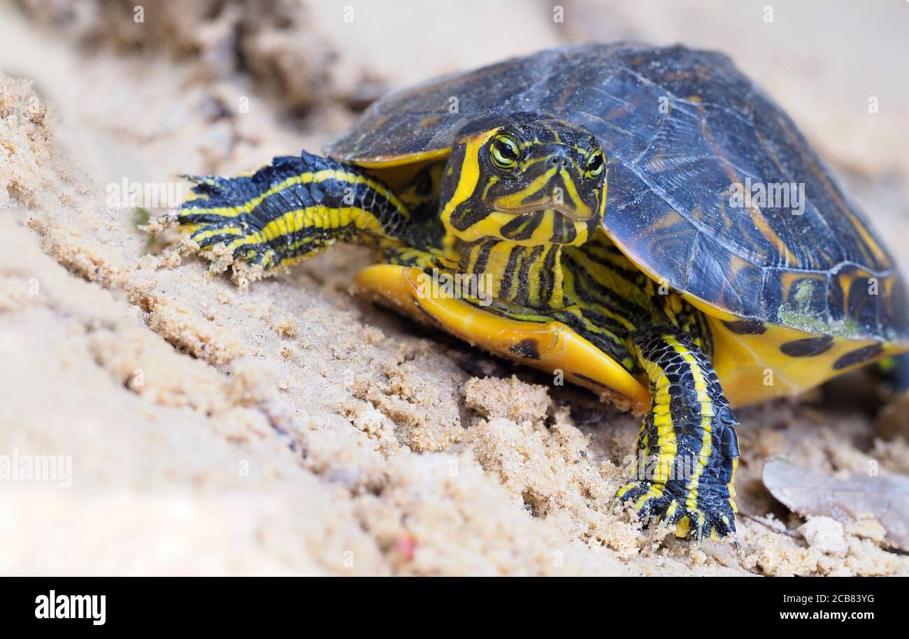 Enfoque apilado imagen de una tortuga común de cootante inmadura Foto de stock