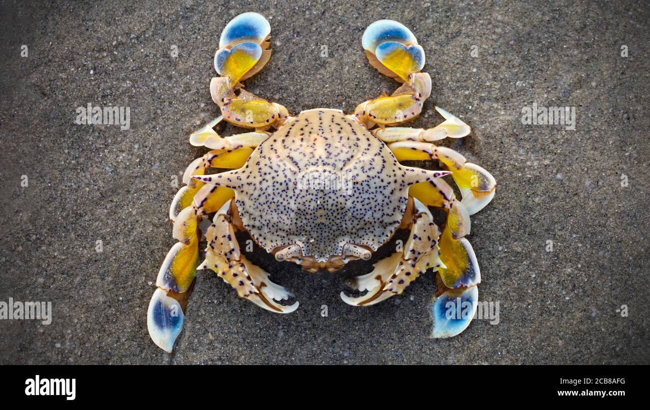 cangrejo amarillo y azul en la arena. este crustáceo duro tiene una cáscara sólida y garras fuertes para defenderse. macro fotografía vista desde arriba. Foto de stock