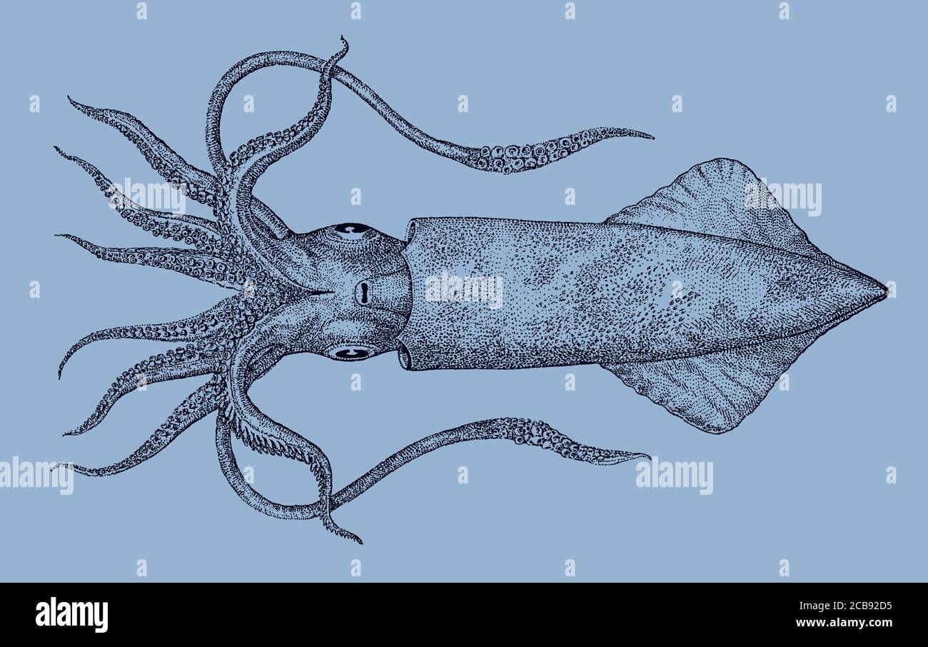 Swordtip calamar, uroteuthis edulis del Océano Indo-Pacífico en vista inferior, después de una antigua ilustración de 19c. Editable en capas Ilustración del Vector