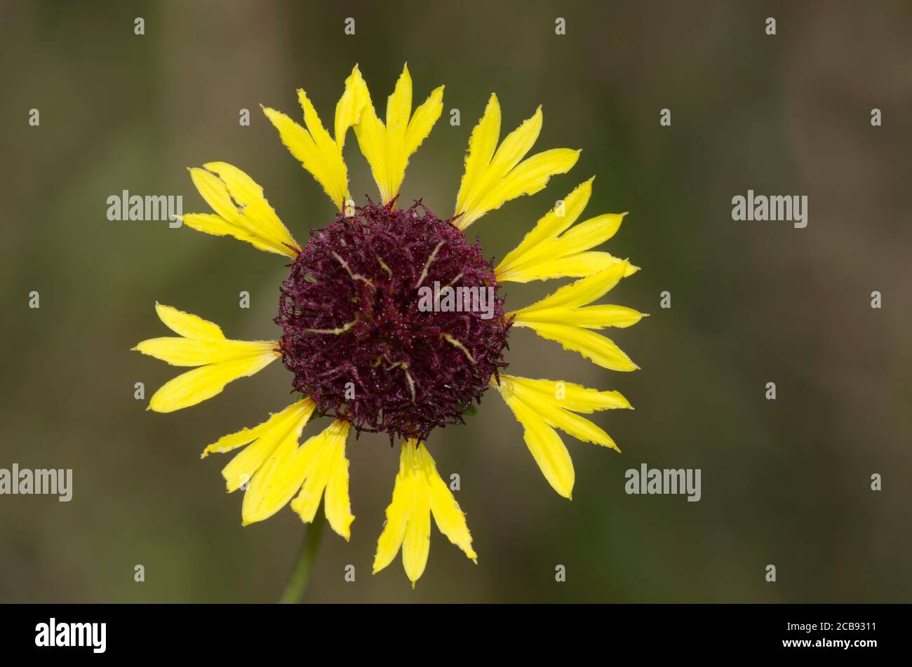 Lanceleaf Blanketflower, Gaillardia aestivalis Foto de stock