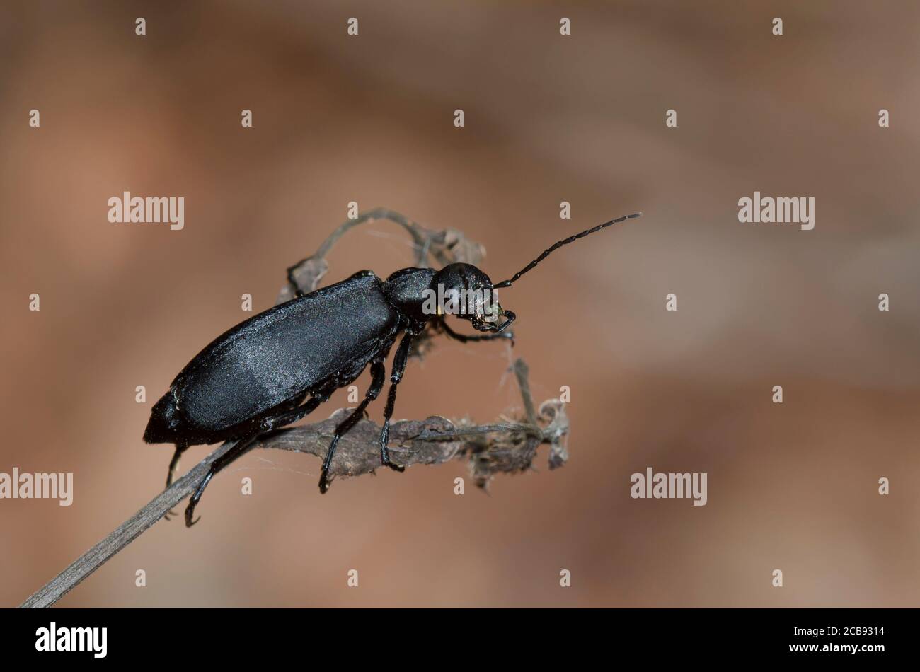 Epicauta Sp Fotos e Imágenes de stock Alamy