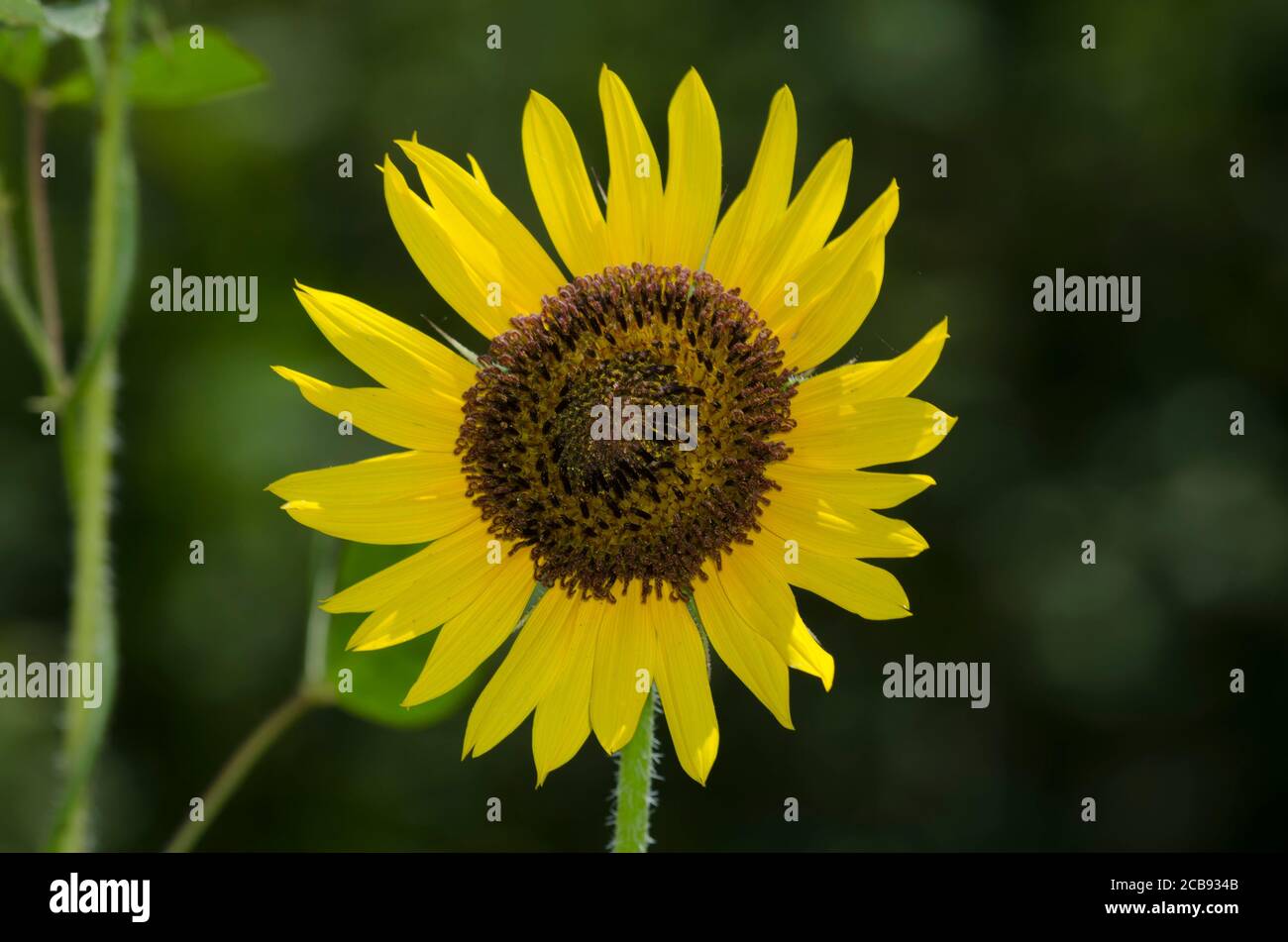 Común, Girasol Helianthus annuus Foto de stock