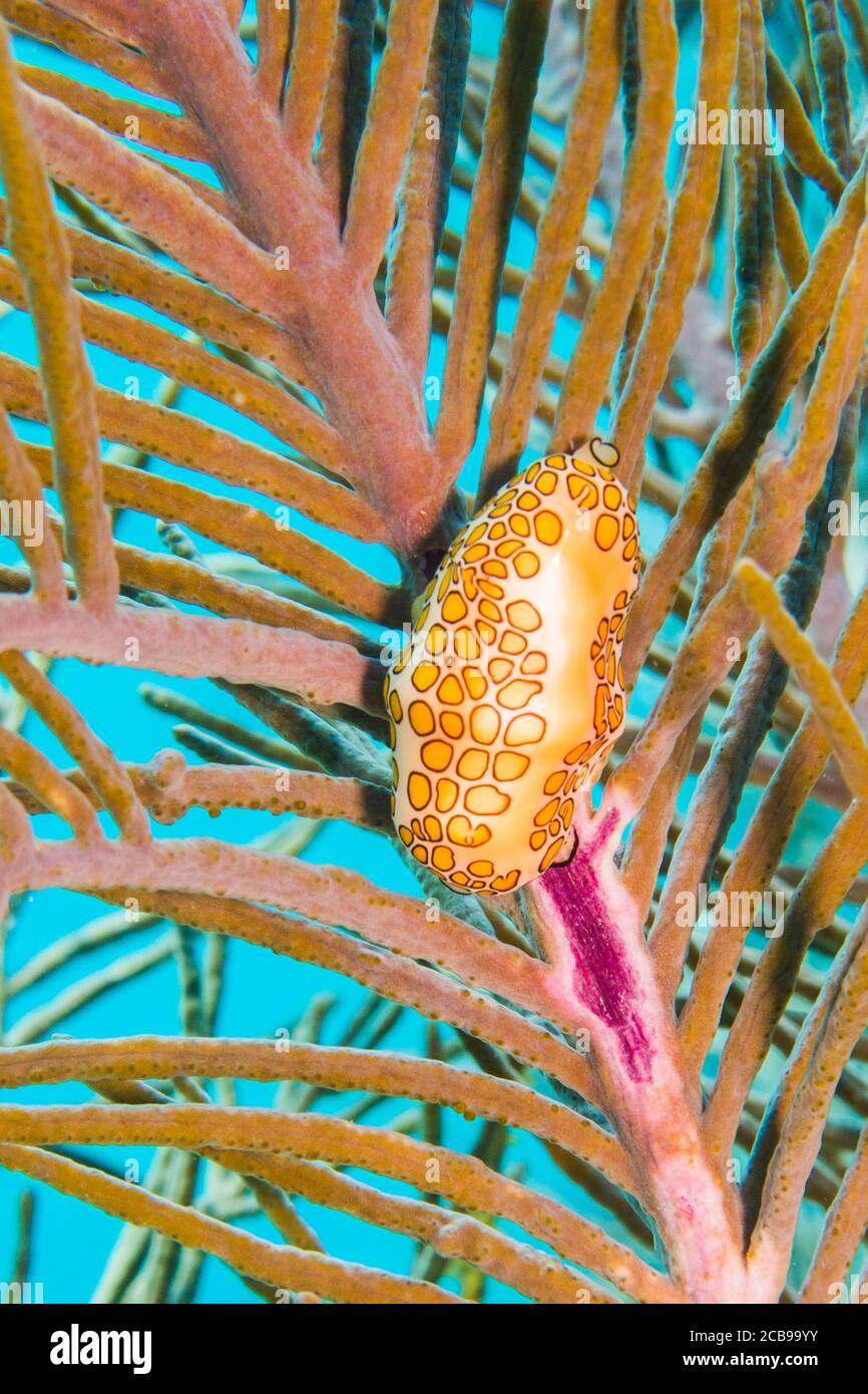 Bichos de los arrecifes de coral del mar caribe. Foto de stock