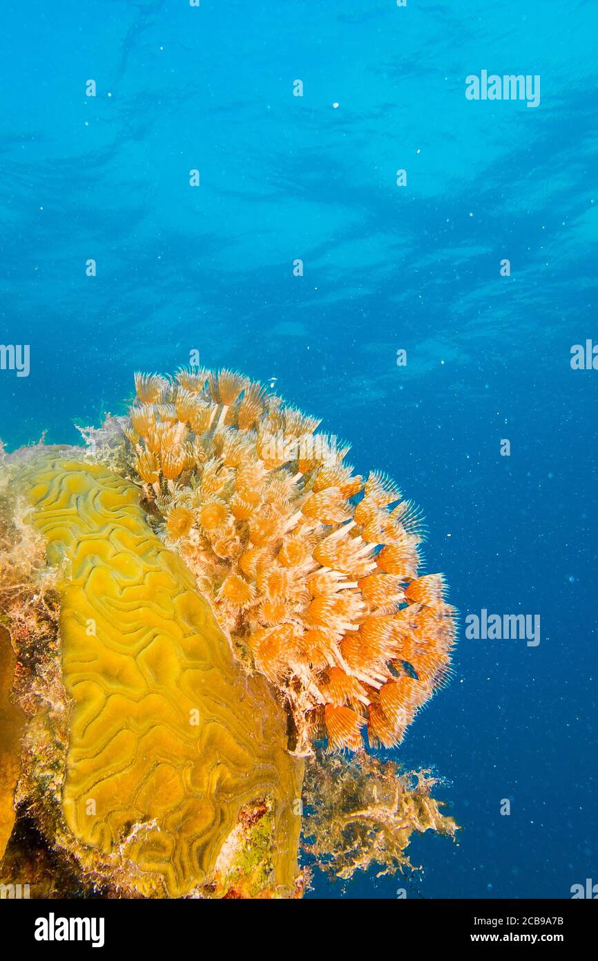 Bichos de los arrecifes de coral del mar caribe. Foto de stock