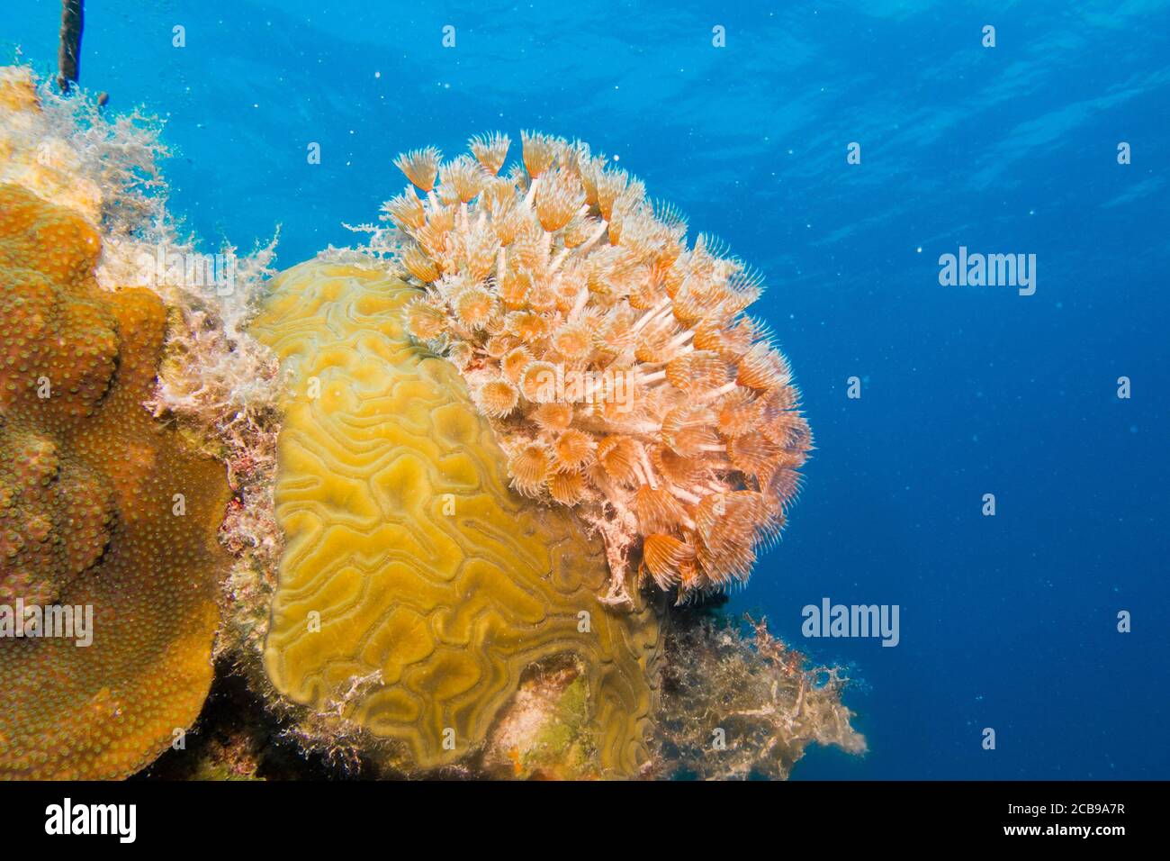 Bichos de los arrecifes de coral del mar caribe. Foto de stock