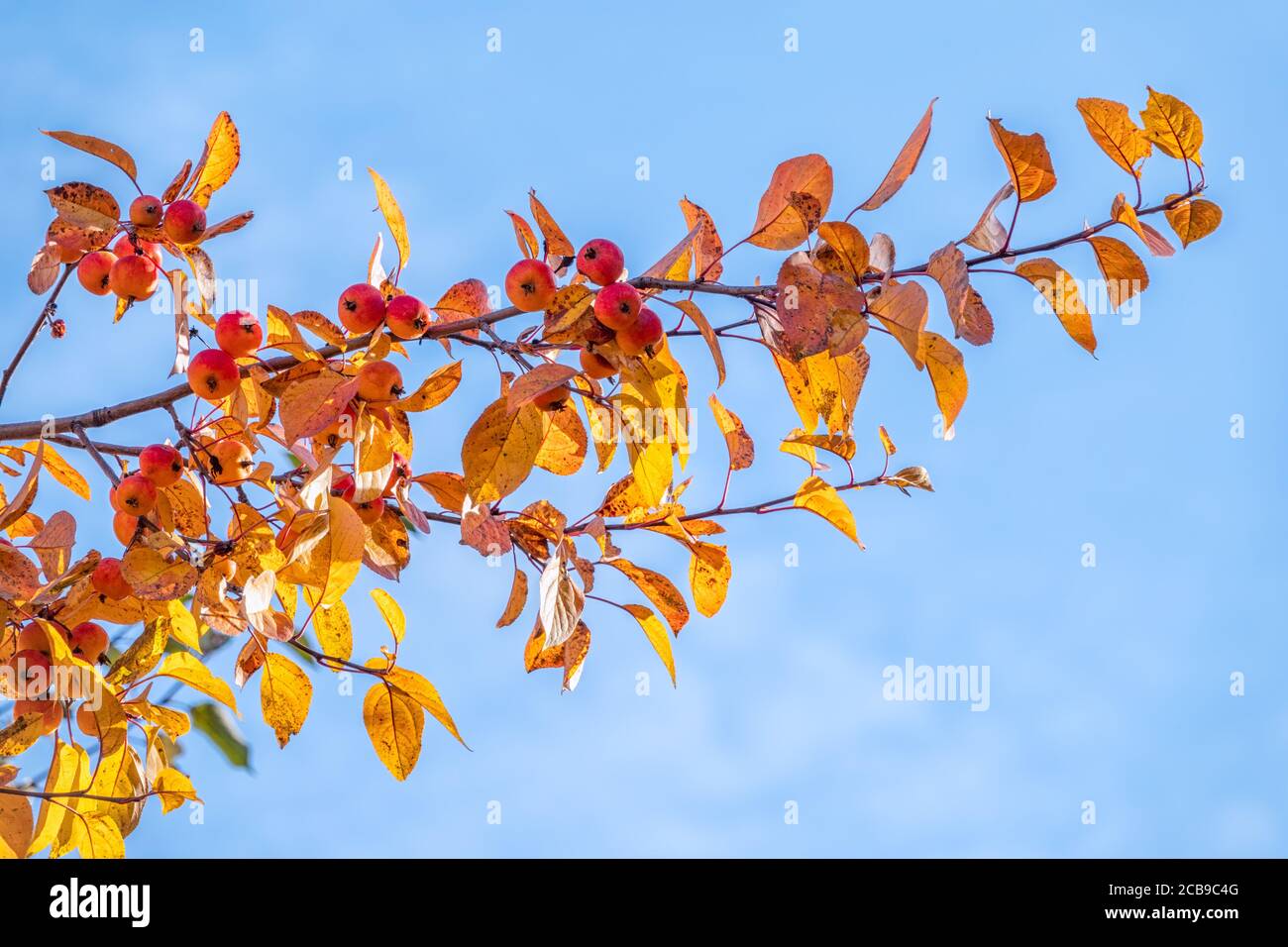 Ramas de manzano con hojas amarillas en otoño contra un cielo azul. Hojas  de otoño de color amarillo y naranja brillante de manzano Fotografía de  stock - Alamy