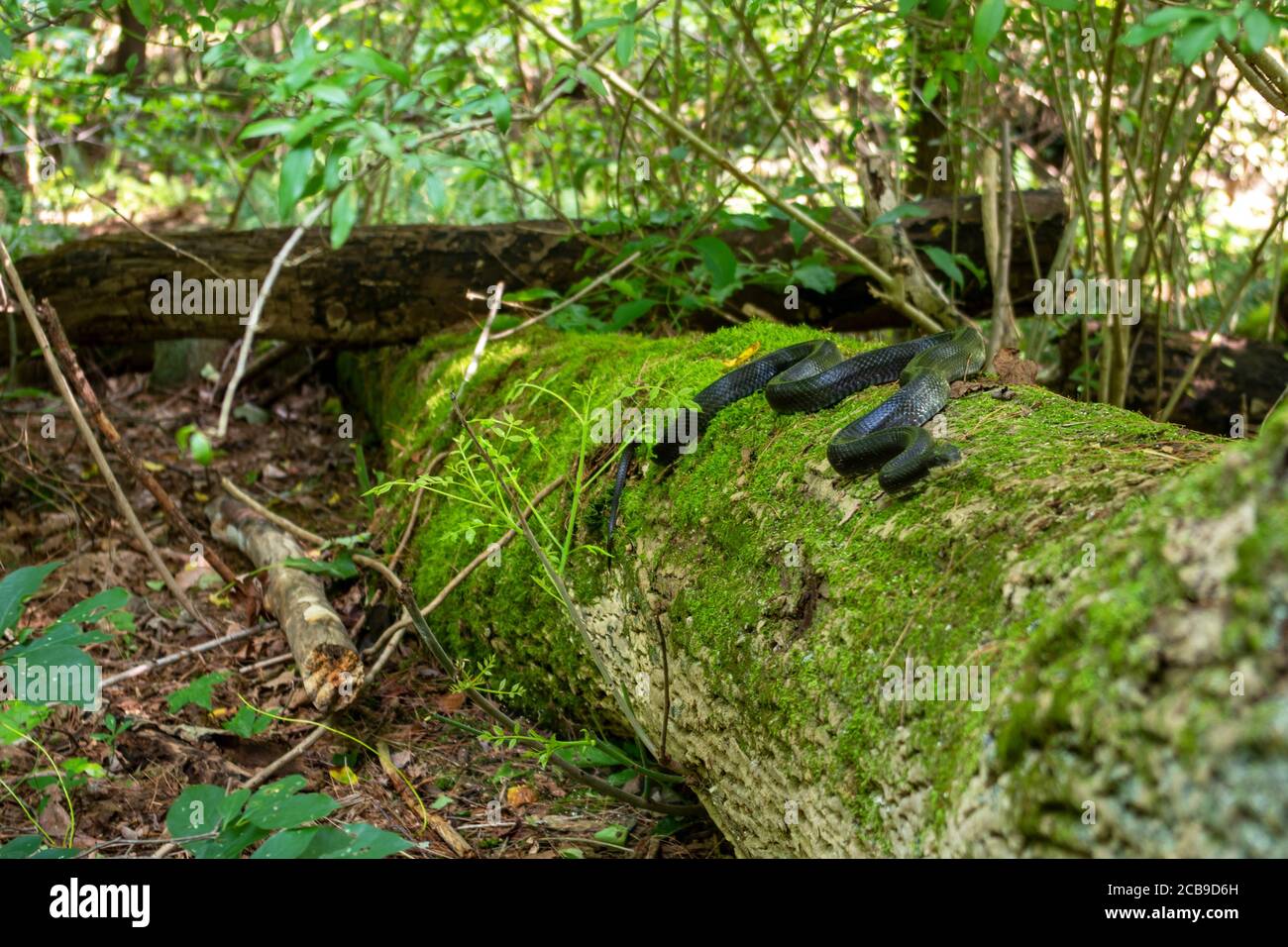 Imagen completa de esta hermosa serpiente arrastrándose en un tronco cubierto de musgo en esta idílica escena forestal. Foto de stock