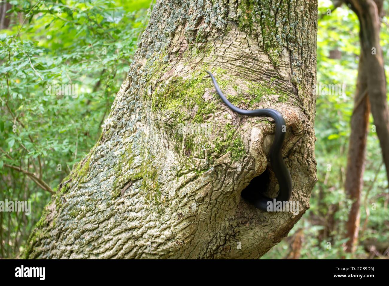 Imagen completa de una serpiente de rata negra del este madura desapareciendo en su casa de árbol hueco. Fondo de bosque verde y textura de corteza rugosa con copia Foto de stock