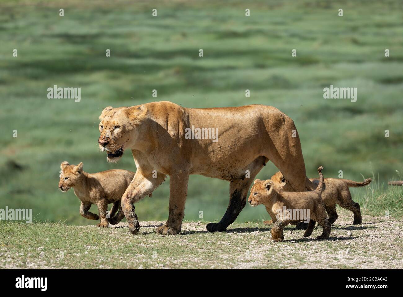 Adorables cachorros de león y su madre caminando por el verde llanuras de Ndutu Tanzania Foto de stock