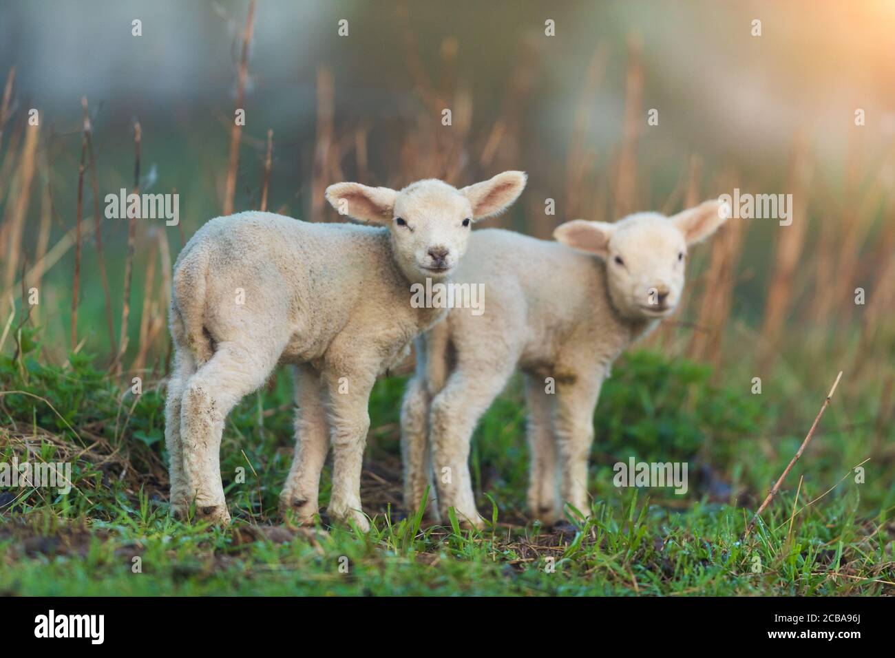 Lindos corderos jóvenes en el pasto, temprano en la mañana en primavera. Símbolo de la primavera y la vida del recién nacido. Foto de stock