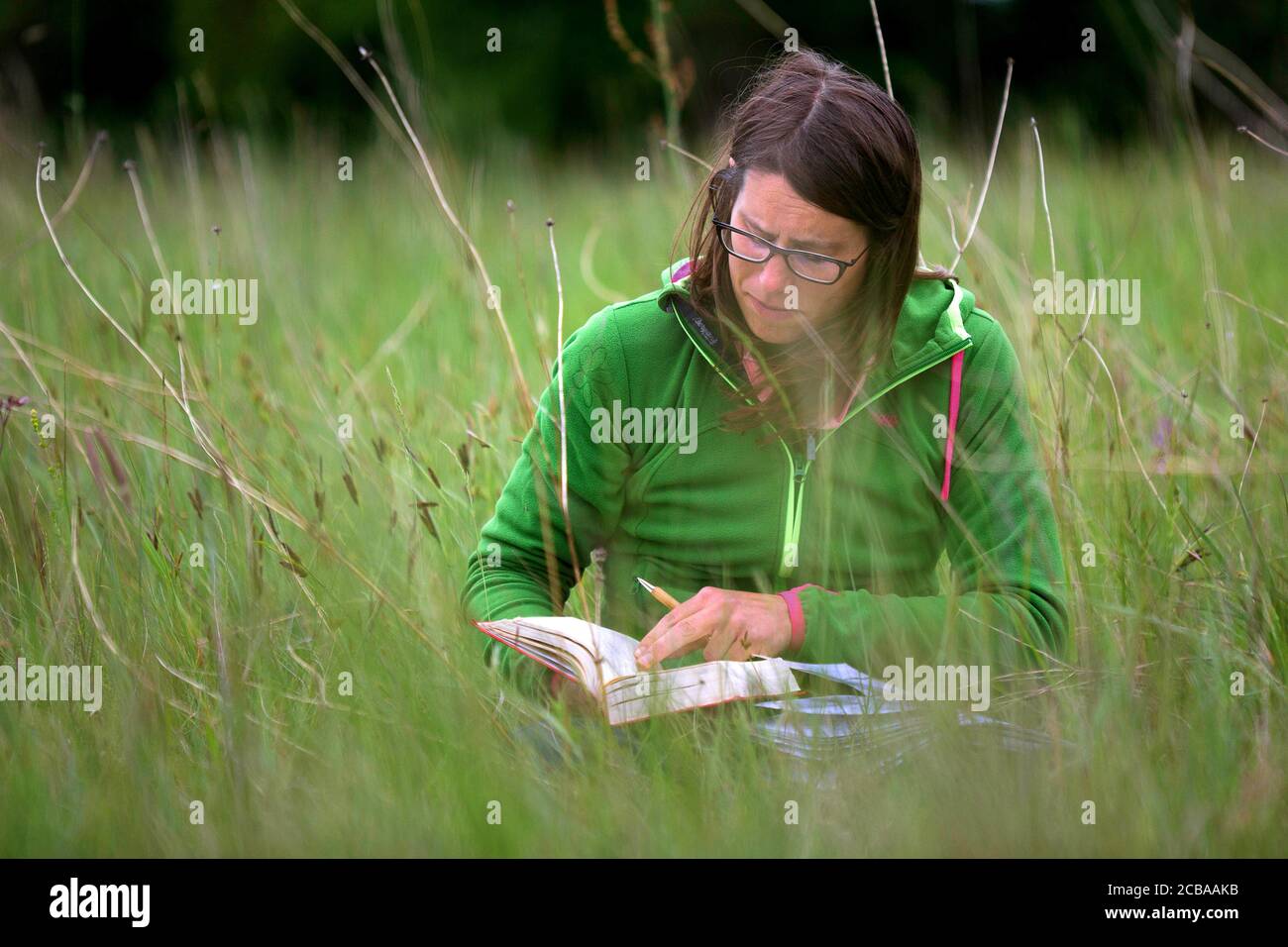 Mujer botánica explorando la naturaleza, determinando una planta, Bélgica Foto de stock