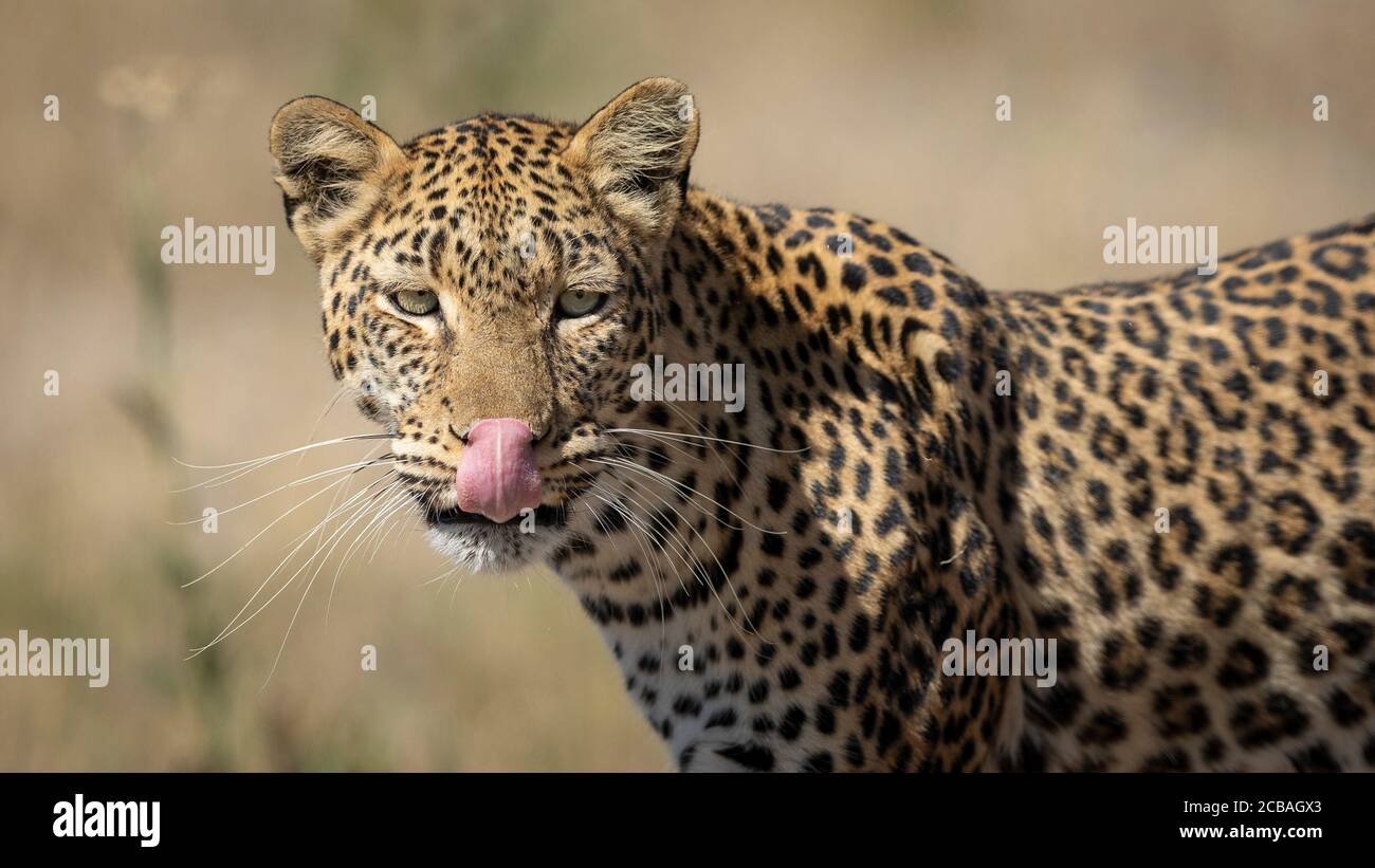 Vista horizontal de medio cuerpo de leopardo adulto con hermosos ojos Lamiendo el labio en Khwai Okavango Botswana Foto de stock