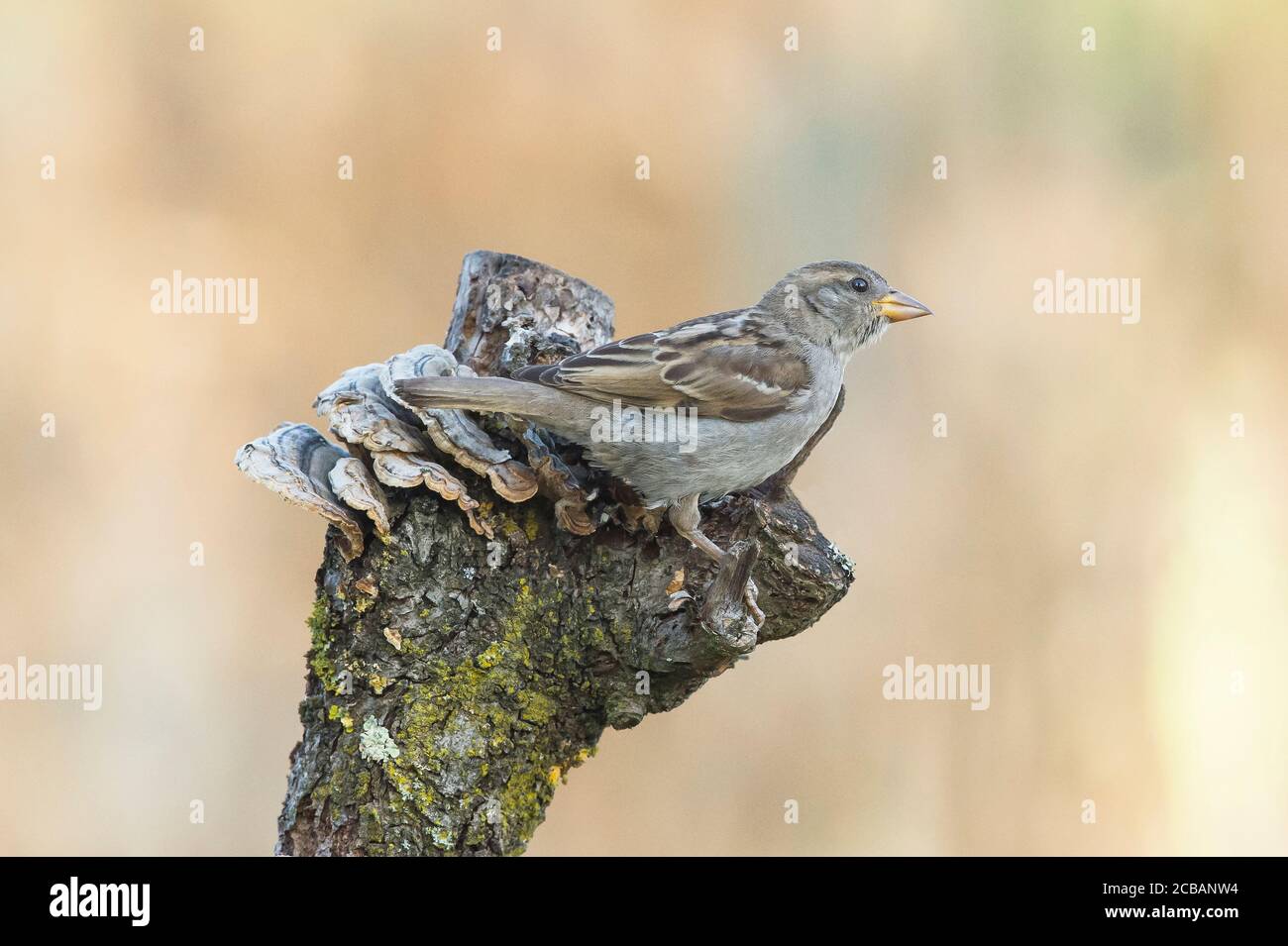 Passer domesticus. El gorrión de la casa´s un comun de pájaro en el mundo, asociado con la morada humana. Foto de stock