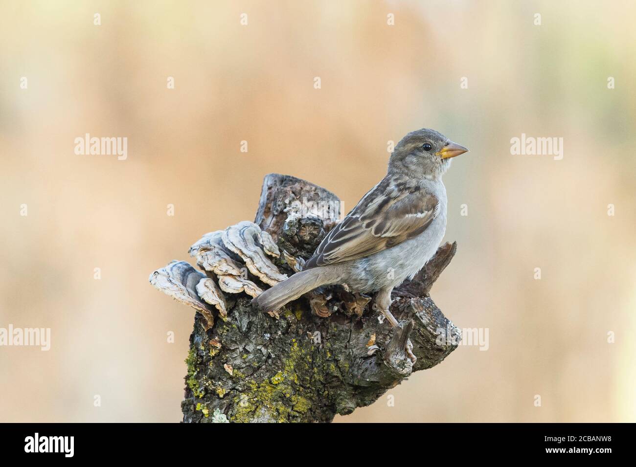 Passer domesticus. El gorrión de la casa´s un comun de pájaro en el mundo, asociado con la morada humana. Foto de stock