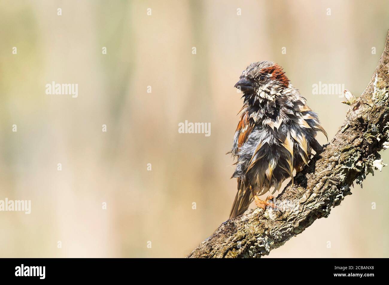 Passer domesticus. El gorrión de la casa´s un comun de pájaro en el mundo, asociado con la morada humana. Foto de stock