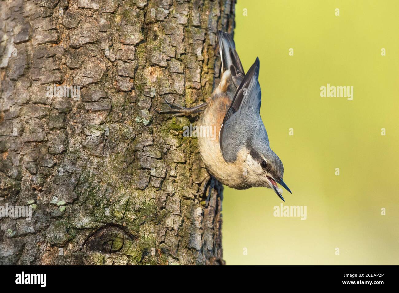 Sitta europaea. Madera nothatch es un pájaro único, debido a su capacidad de descender a través de troncos de árboles. Foto de stock