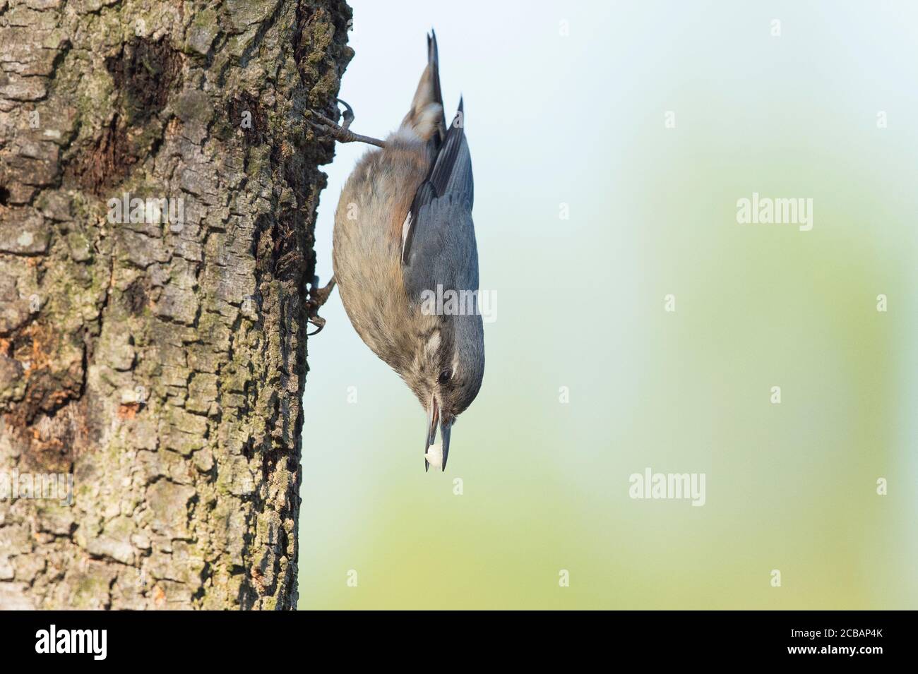 Sitta europaea. Madera nothatch es un pájaro único, debido a su capacidad de descender a través de troncos de árboles. Foto de stock