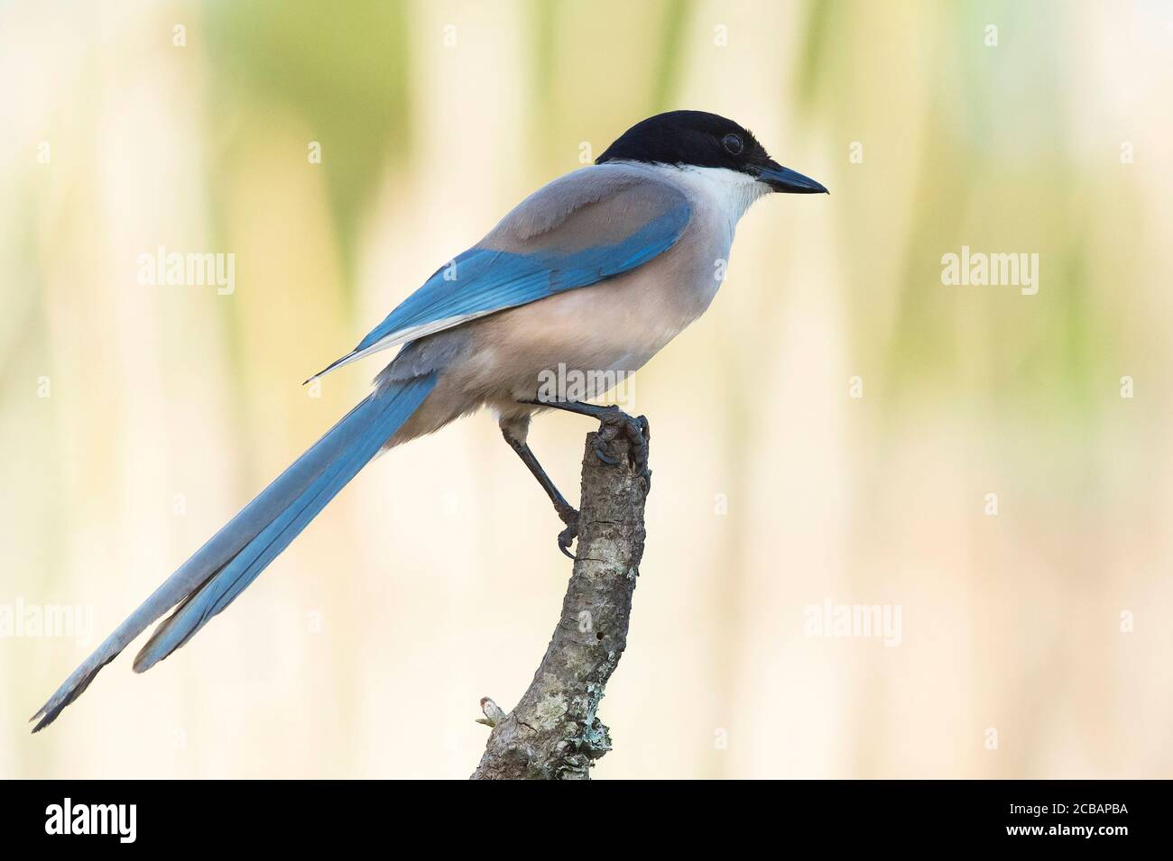 Cianopica cyanus. El magpie de alas azules es un ave relativamente delgada de tamaño medio, cola larga y vuelo muy rápido de alas. Foto de stock