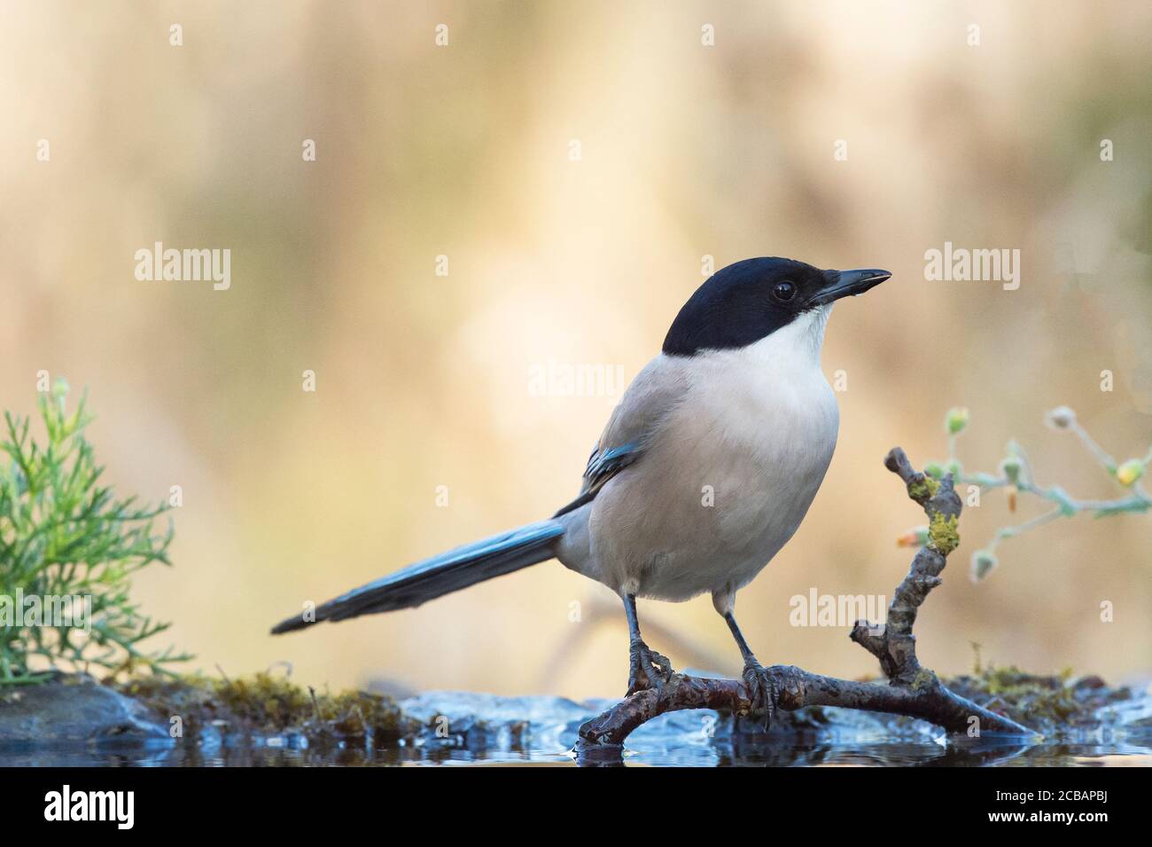 Cianopica cyanus. El magpie de alas azules es un ave relativamente delgada de tamaño medio, cola larga y vuelo muy rápido de alas. Foto de stock