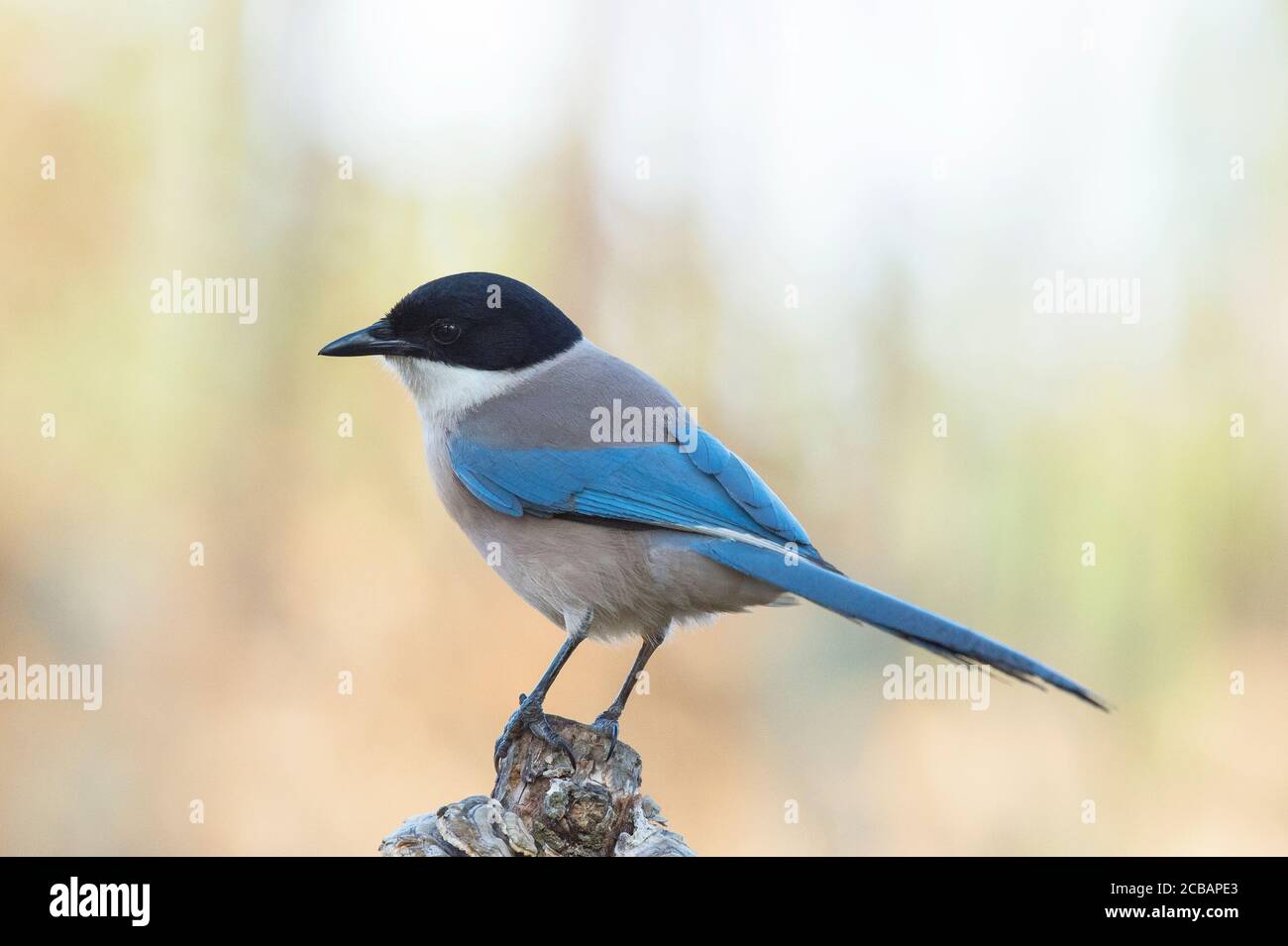 Cianopica cyanus. El magpie de alas azules es un ave relativamente delgada de tamaño medio, cola larga y vuelo muy rápido de alas. Foto de stock