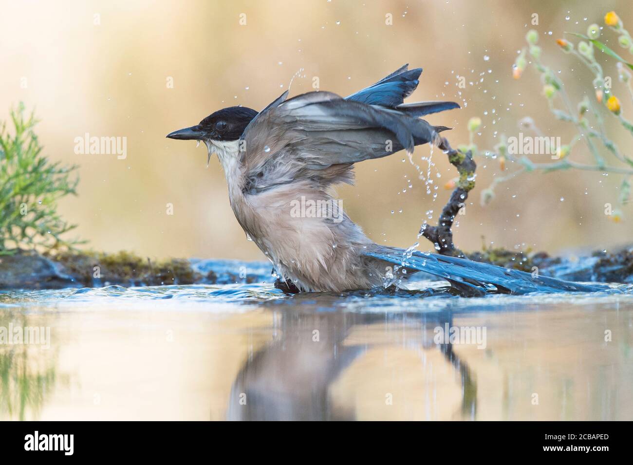 Cianopica cyanus. El magpie de alas azules es un ave relativamente delgada de tamaño medio, cola larga y vuelo muy rápido de alas. Foto de stock