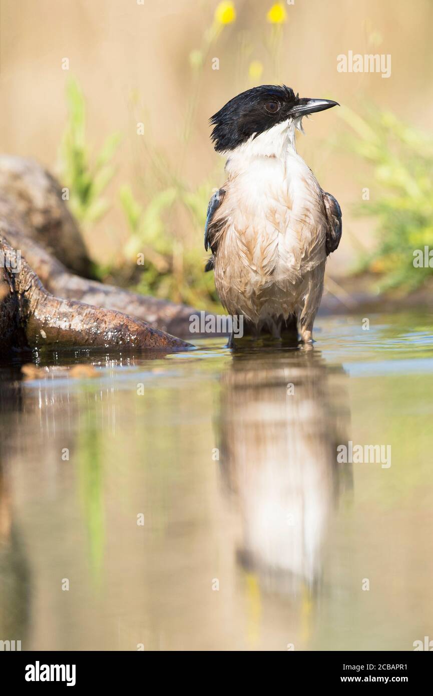 Cianopica cyanus. El magpie de alas azules es un ave relativamente delgada de tamaño medio, cola larga y vuelo muy rápido de alas. Foto de stock