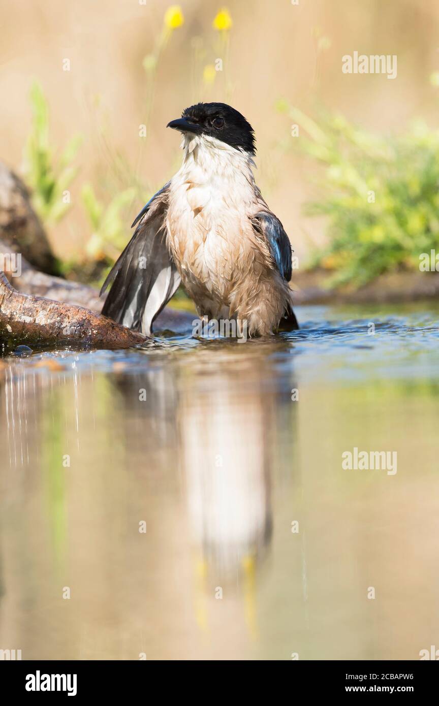 Cianopica cyanus. El magpie de alas azules es un ave relativamente delgada de tamaño medio, cola larga y vuelo muy rápido de alas. Foto de stock