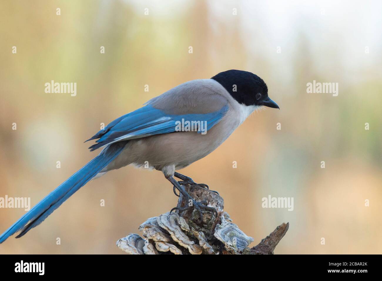 Cianopica cyanus. El magpie de alas azules es un ave relativamente delgada de tamaño medio, cola larga y vuelo muy rápido de alas. Foto de stock