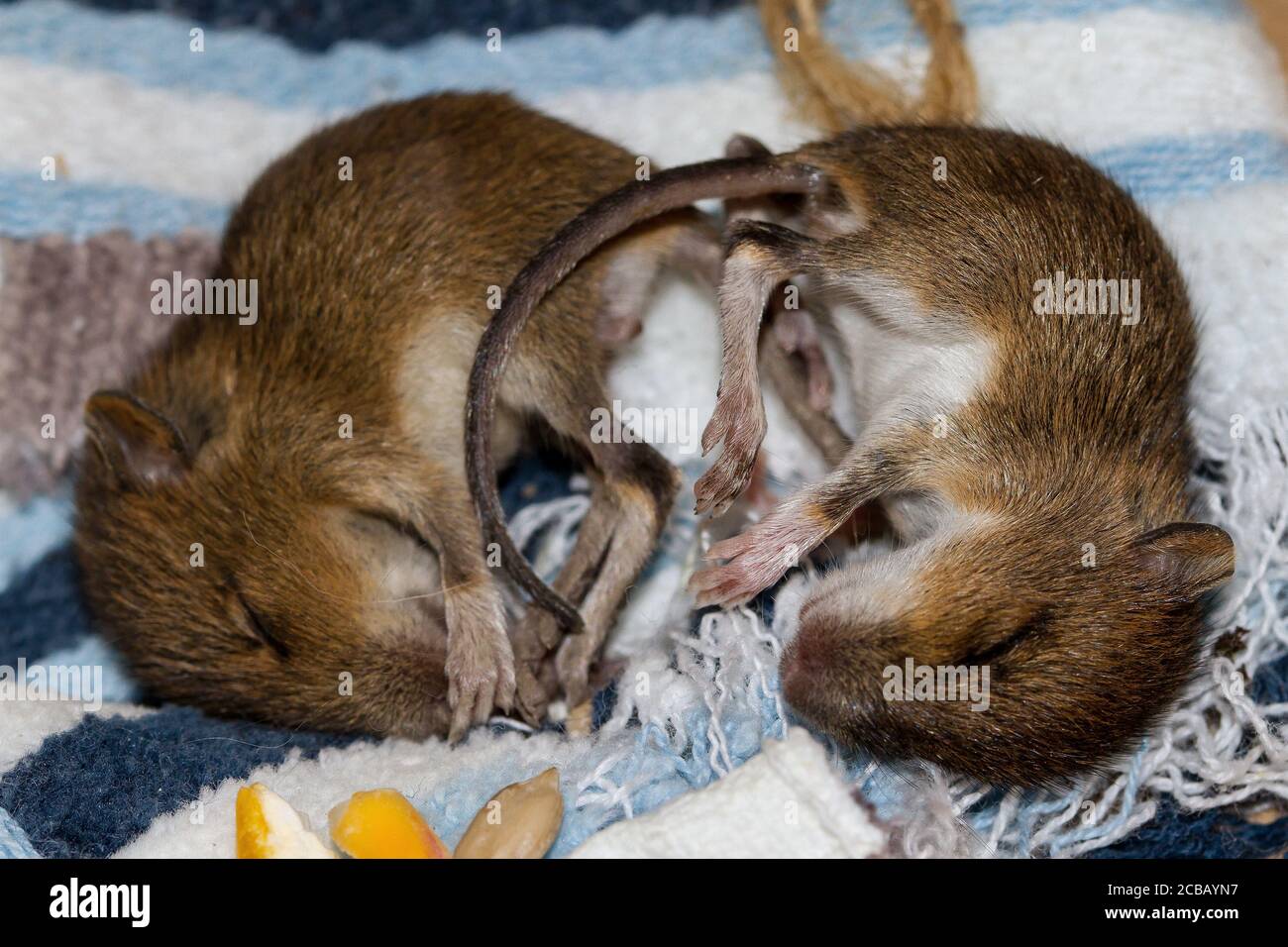 Ratones Bebe Fotos E Imagenes De Stock Alamy