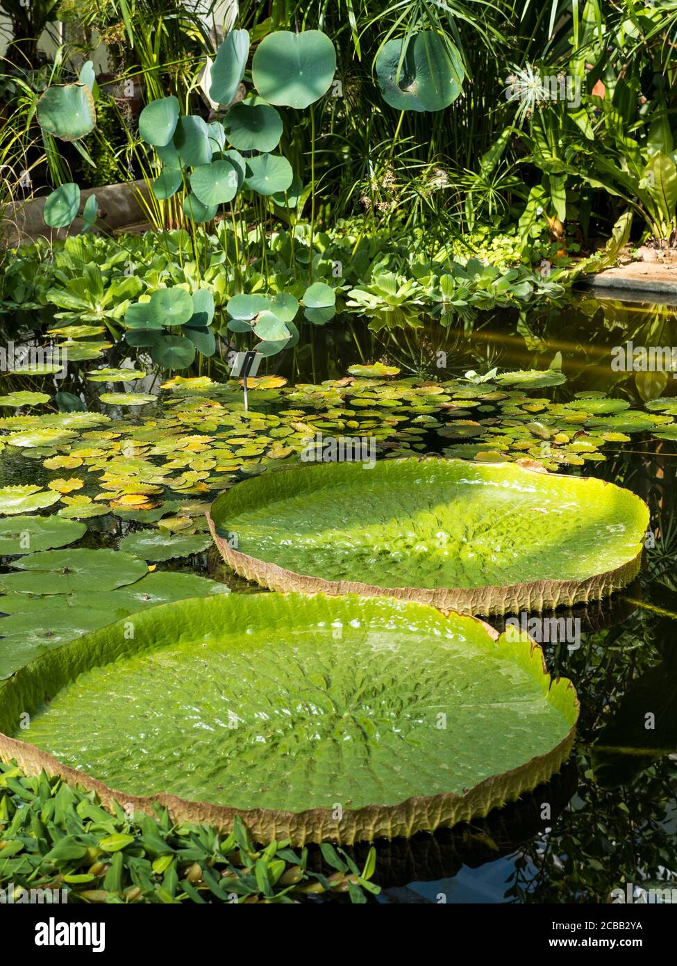 Giant Water Lillys, en Tropical Greenhouse, Oxford Botanical Gardens, Oxford, Oxfordshire, Inglaterra, Reino Unido, GB. Foto de stock