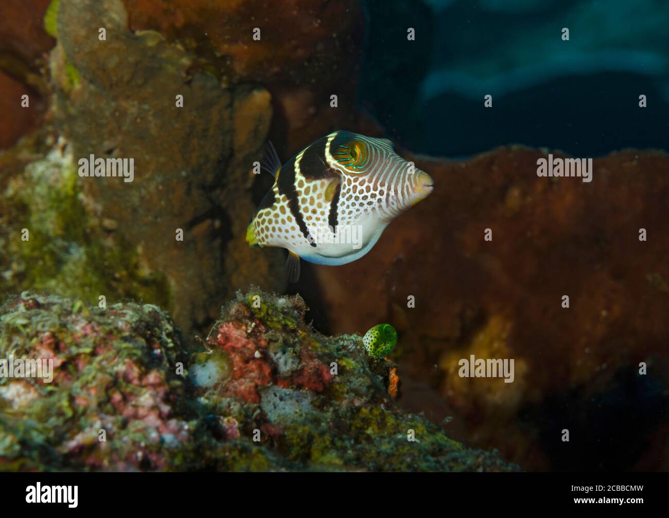 toby, Canthigaster amboinensis, sobre un arrecife de coral, Tulamben, Bali, Indonesia Foto de stock